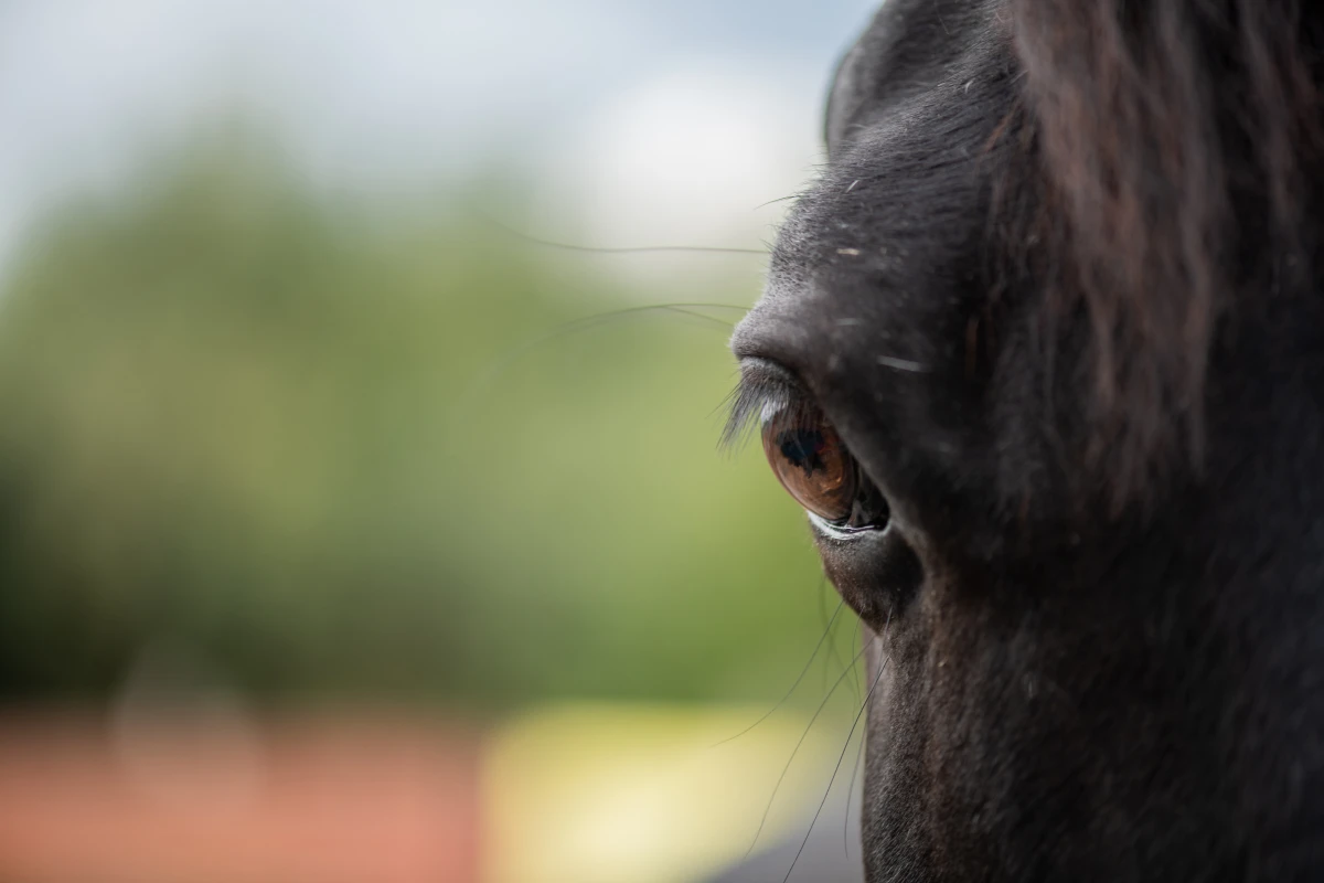 Le Droit des animaux : un enjeu crucial pour notre société